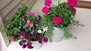 I am looking forward to planting my pots, for the front door, this spring.